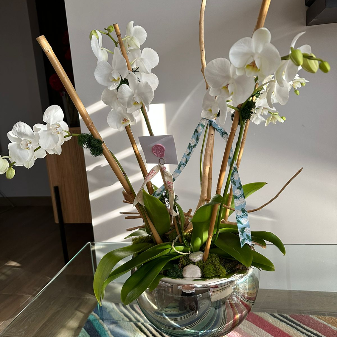 Orquídeas best set